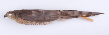 Media type: image;   Ornithology 214017